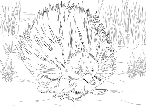 Short Beaked Echidna Is Walking Coloring Page